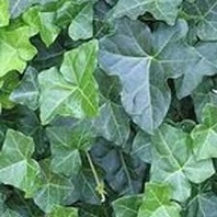 Břečťan popínavý   (Hedera helix)