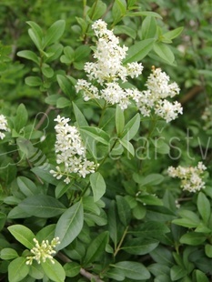 Ptačí zob vejcolistý   (Ligustrum ovalifolium)