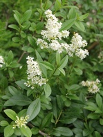 Ptačí zob vejcolistý   (Ligustrum ovalifolium)