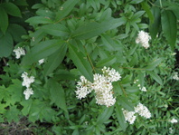 Ptačí zob obecný   (Ligustrum vulgare)