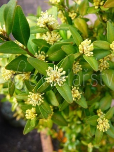 Zimostráz vždyzelený  (Buxus Sempervirens)