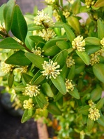 Zimostráz vždyzelený  (Buxus Sempervirens)