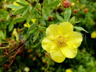 Mochna křovitá  (Potentilla Fruticosa)