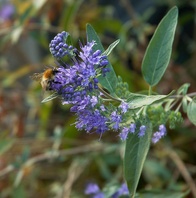 Ořechokřídlec clandonský (Caryopteris clandonensis Heavenly Blue)