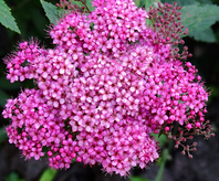 Tavolník japonský   (Spiraea japonica Anthony Waterer)