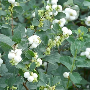 Pámelník bílý   (Symphoricarpos albus)