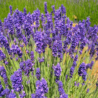 Levandule lékařská   (Lavandula angustifolia)