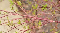 Svída krvavá   (Cornus sanguinea)