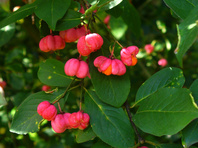 Brslen evropský  (Euonymus europaeus)