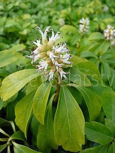 Tlustonitník klasnatý  (Pachysandra terminalis)