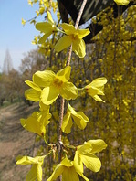 Zlatice nazelenalá  (Forsythia viridissima)