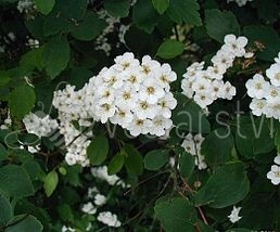 Tavolník van Houtteův  (Spiraea x vanhouttei)