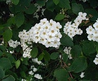 Tavolník van Houtteův  (Spiraea x vanhouttei)