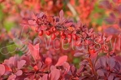 Dřišťál Thunbergův (Berberis th. Atropurpurea)