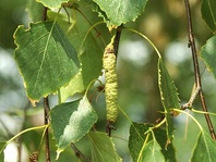 Bříza bělokorá (Betula pendula)