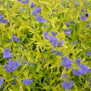 Ořechokřídlec clandonský (Caryopteris clandonensis Worcester Gold)