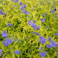 Ořechokřídlec clandonský (Caryopteris clandonensis Worcester Gold)