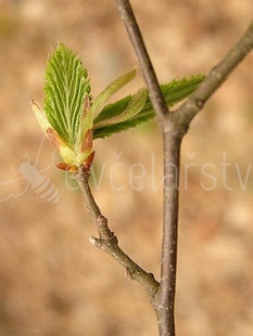 Habr obecný (Carpinus betulus)