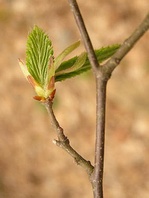 Habr obecný (Carpinus betulus)