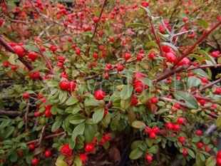 Skalník (Cotoneaster Dammeri Coral Beauty)