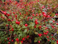 Skalník (Cotoneaster Dammeri Coral Beauty)