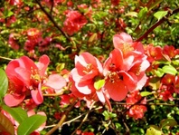 Kdoulovec japonský (Chaenomeles japonica)