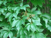 Psí víno (Parthenocissus quinquefolia)