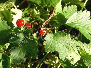 Rybíz alpinský (Ribes alpinum)