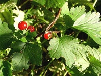 Rybíz alpinský (Ribes alpinum)