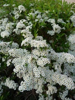 Tavolník popelavý (Spirea x cinerea Grefsheim)