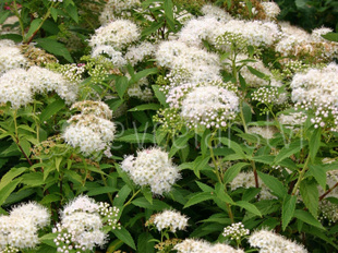 Tavolník japonský (Spirea japonica Albiflora)