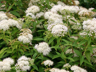 Tavolník japonský (Spirea japonica Albiflora)