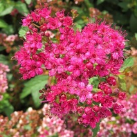 Tavolník japonský (Spirea japonica Crispa)