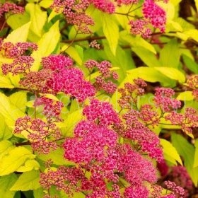 Tavolník japonský (Spirea japonica Goldflame)