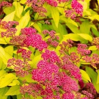 Tavolník japonský (Spirea japonica Goldflame)