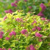 Tavolník japonský (Spirea japonica Minigold)