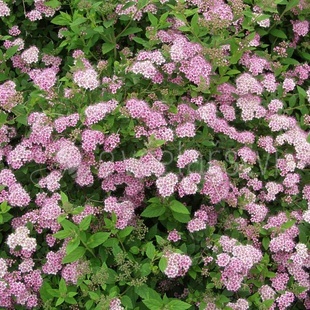 Tavolník japonský (Spirea japonica Little princes)