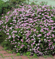 Tavolník japonský (Spirea japonica Nana)