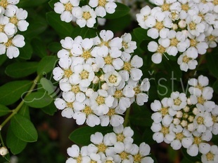 Tavolník niponský (Spirea nipponica)