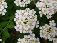 Tavolník niponský (Spirea nipponica)