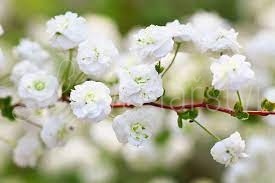 Tavolník třešňolistý (Spirea prunifolia)