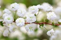 Tavolník třešňolistý (Spirea prunifolia)