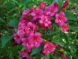 Vajgélie (Weigela florida Eva Rathke)