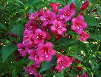 Vajgélie (Weigela florida Eva Rathke)