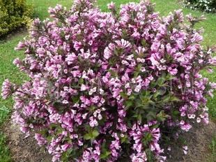 Vajgélie (Weigelia florida Purpurea )