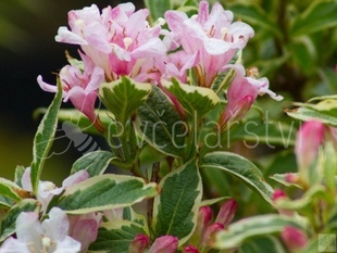 Vajgélie (Weigela florida Variegata)