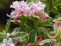 Vajgélie (Weigela florida Variegata)