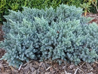 Jalovec šupinatý (Juniperus horizontalis Blue Star)