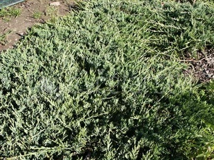 Jalovec polehlý (juniperus horizontalis Wiltonii)