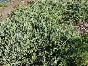 Jalovec polehlý (juniperus horizontalis Wiltonii)